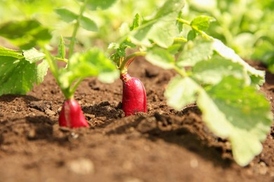 Organic radishes growing in garden on sunny day