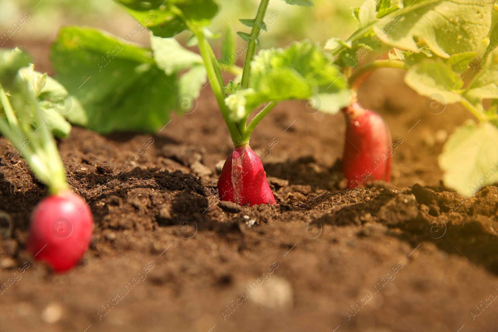 Photo of Organic radishes growing in garden on sunny day