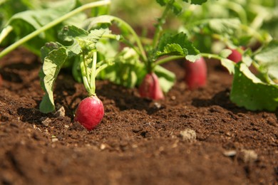 Photo of Organic radishes growing in garden on sunny day