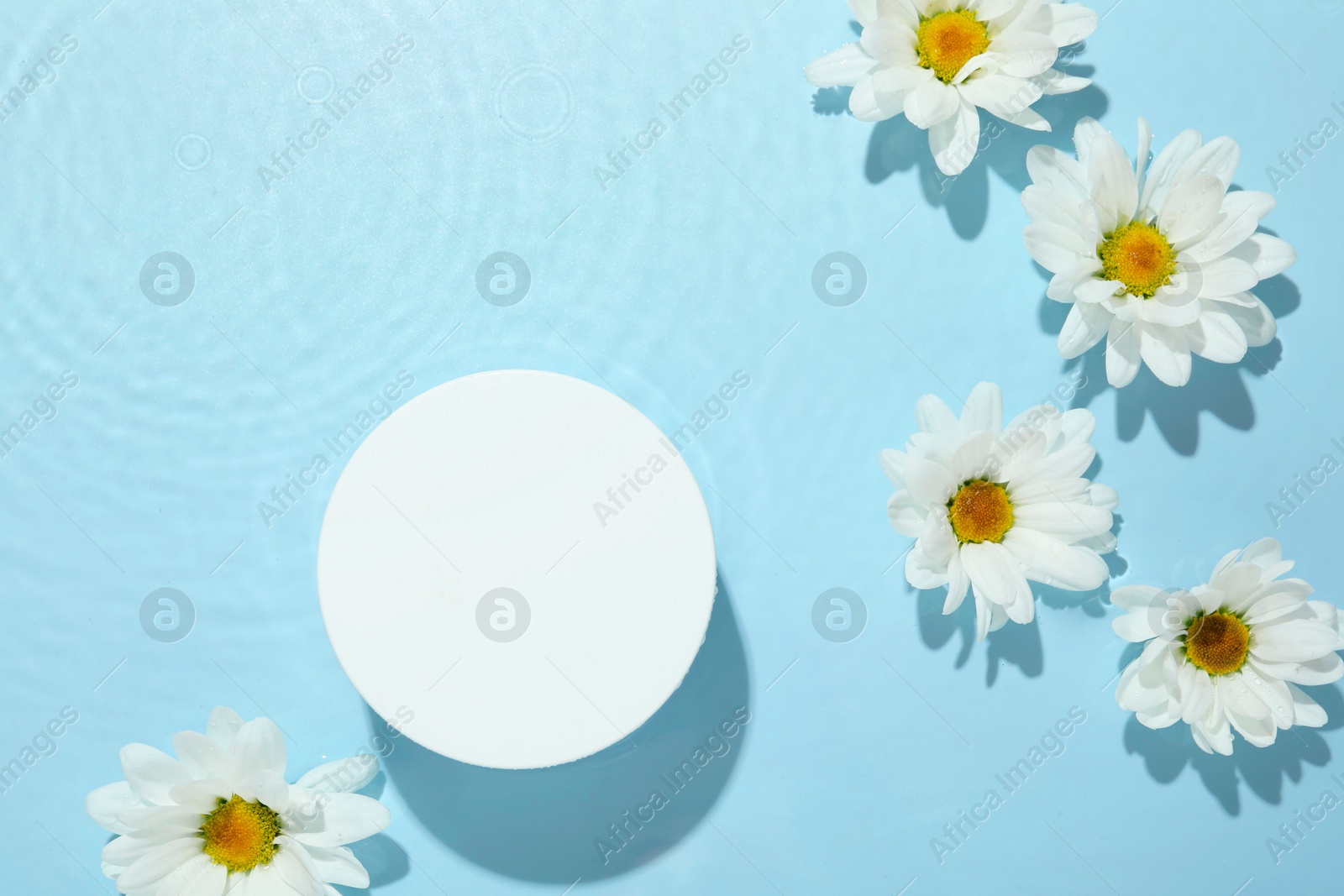 Photo of Beautiful daisy flowers and round shaped podium in water on light blue background, flat lay. Space for text