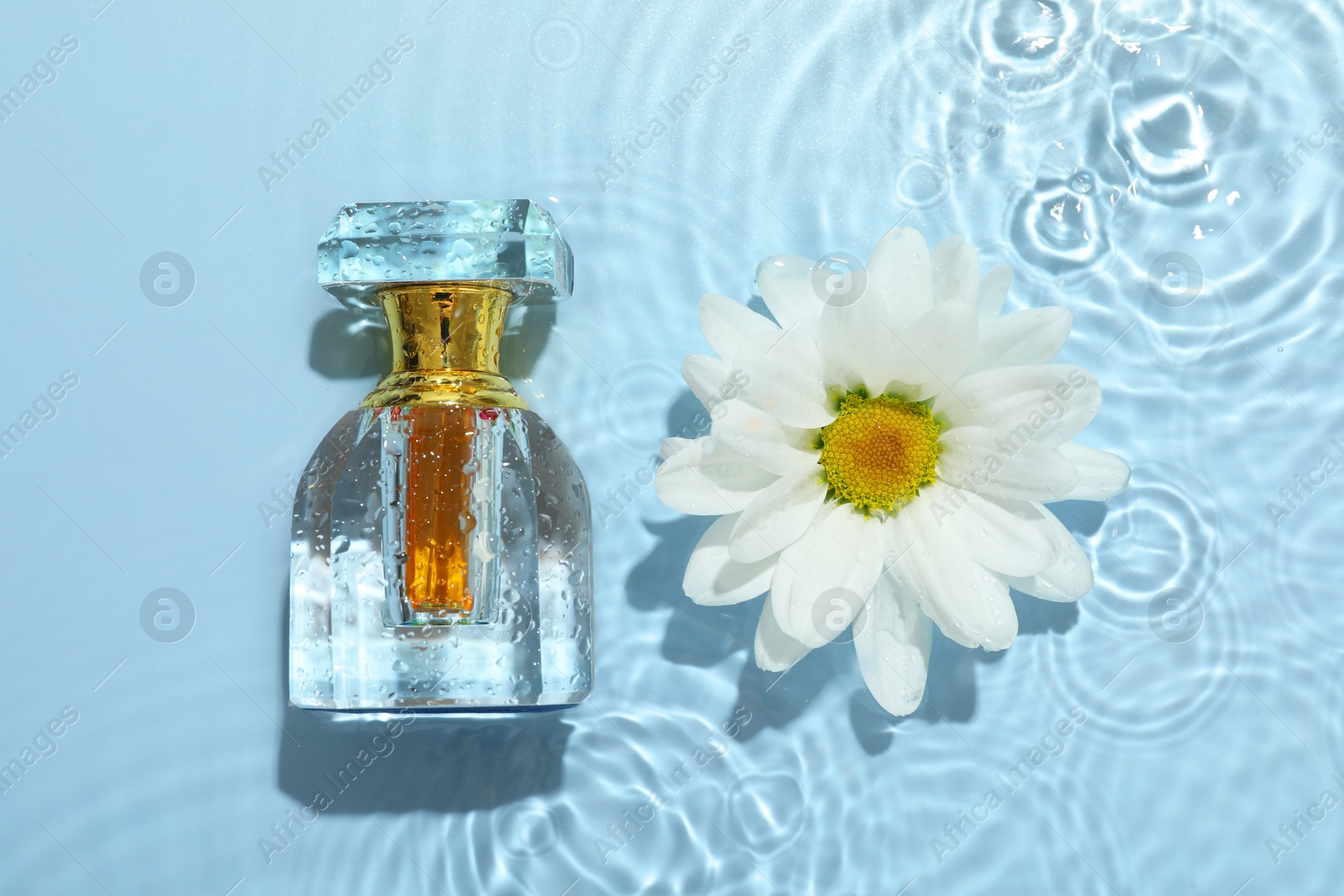 Photo of Beautiful daisy flower and perfume bottle in water on light blue background, flat lay