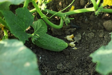 Photo of Young cucumber with leaves growing outdoors, closeup