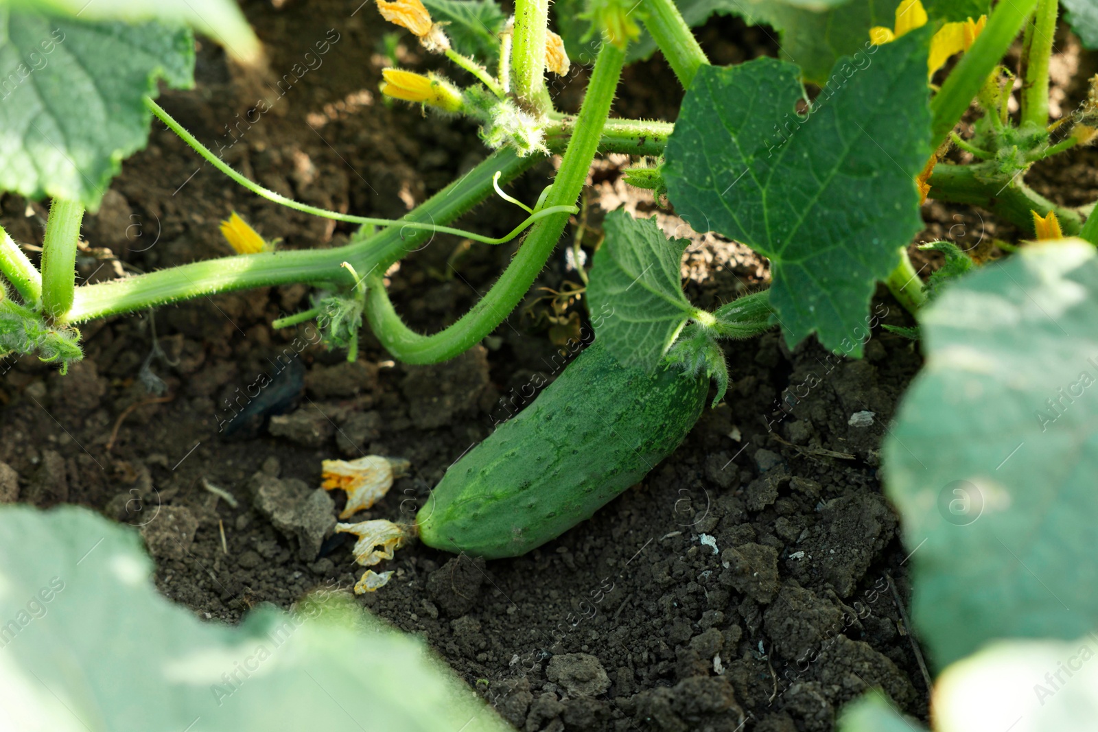 Photo of Young cucumber with leaves growing outdoors, closeup