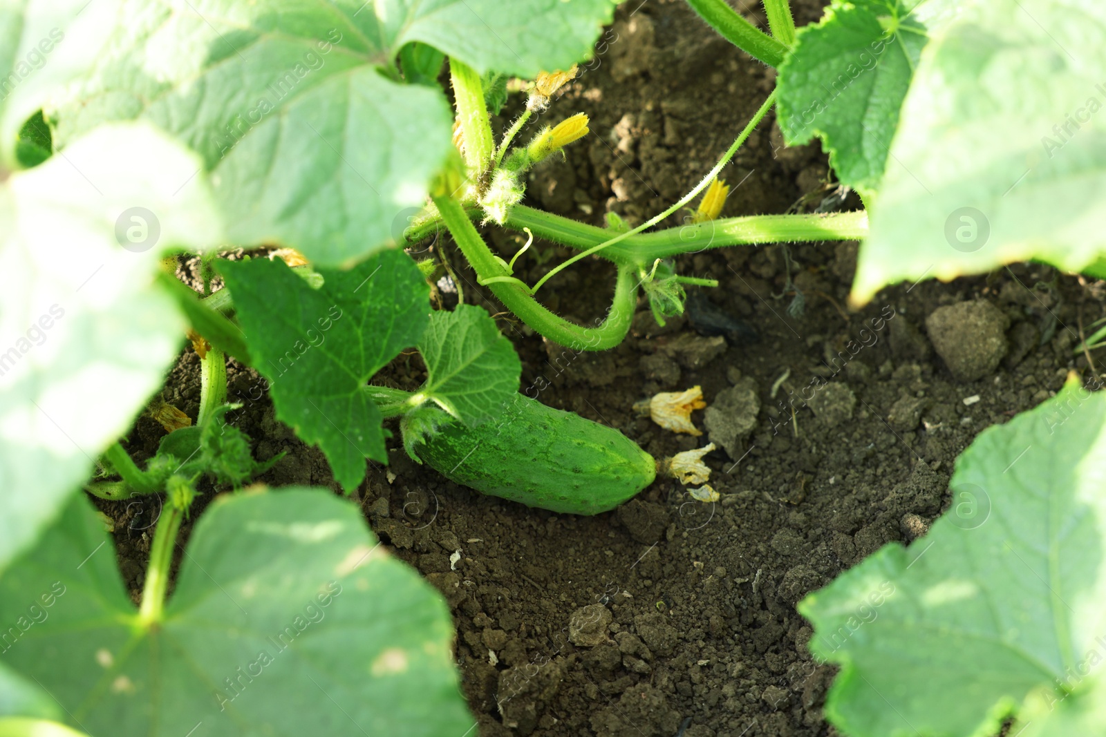 Photo of Young cucumber with leaves growing outdoors, closeup