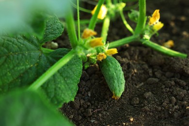 Photo of Young cucumber with leaves and flowers growing on stem outdoors, closeup