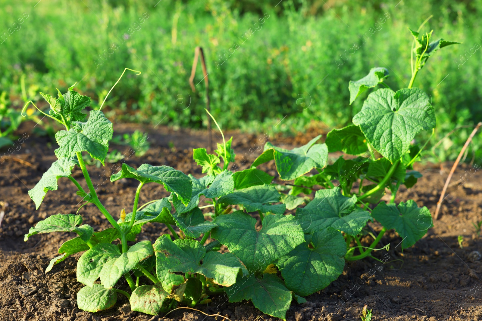 Photo of Young cucumber bushes growing in soil on sunny day