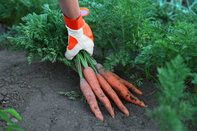 Farmer in gloves holding bunch of fresh carrots in garden, closeup