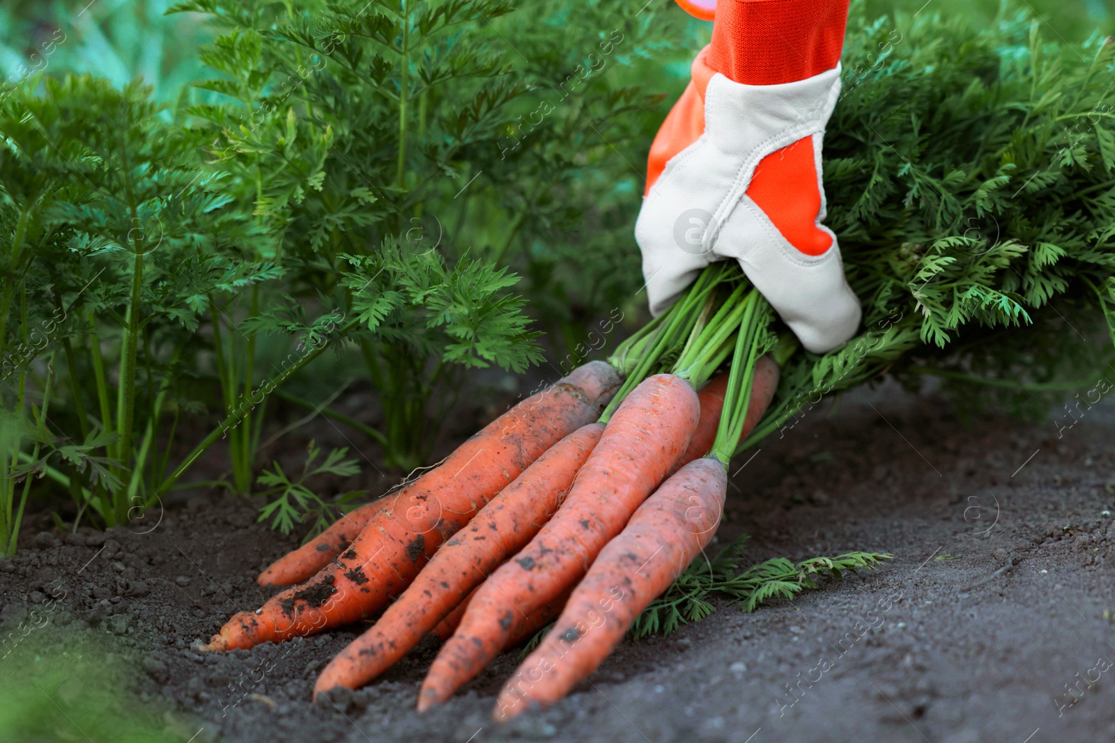 Photo of Farmer in gloves holding bunch of fresh carrots in garden, closeup