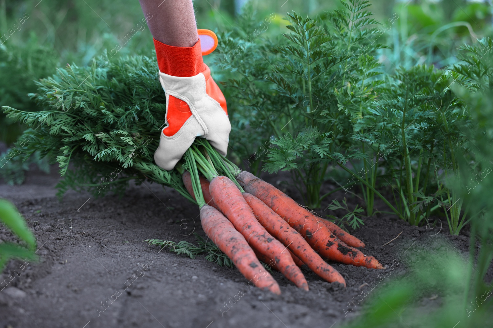 Photo of Farmer in gloves holding bunch of fresh carrots in garden, closeup