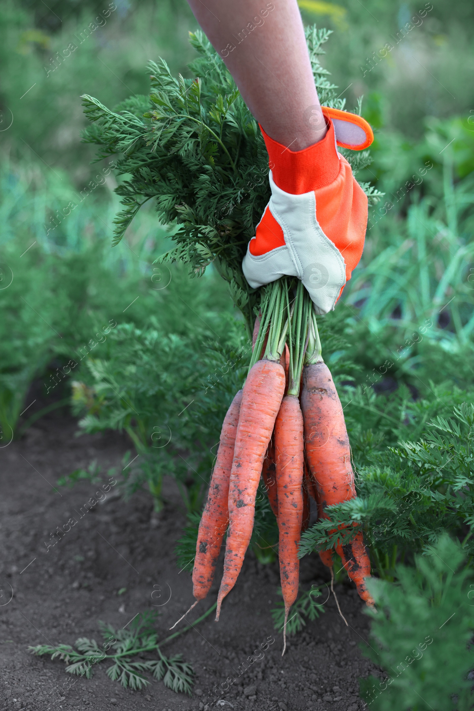 Photo of Farmer in gloves holding bunch of fresh carrots in garden, closeup