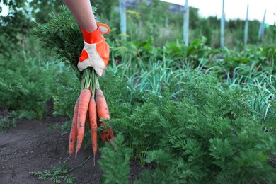 Photo of Farmer in gloves holding bunch of fresh carrots in garden, closeup