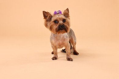 Photo of Cute Yorkshire Terrier dog on beige background