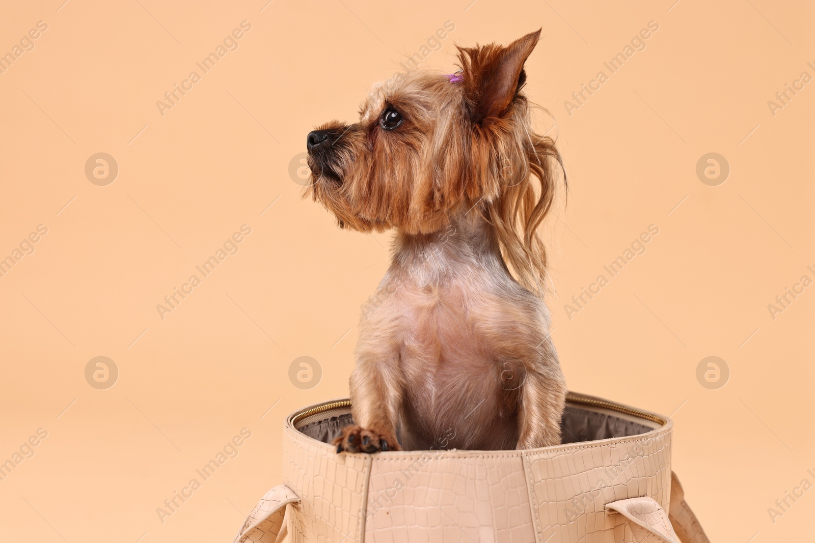 Photo of Cute Yorkshire Terrier dog in bag on beige background