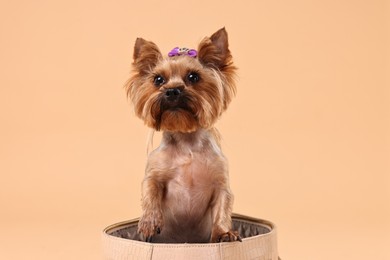 Photo of Cute Yorkshire Terrier dog in bag on beige background