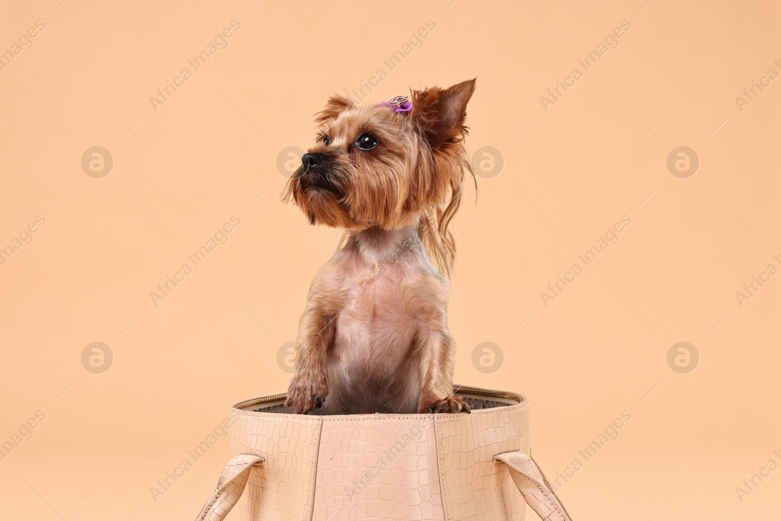 Photo of Cute Yorkshire Terrier dog in bag on beige background