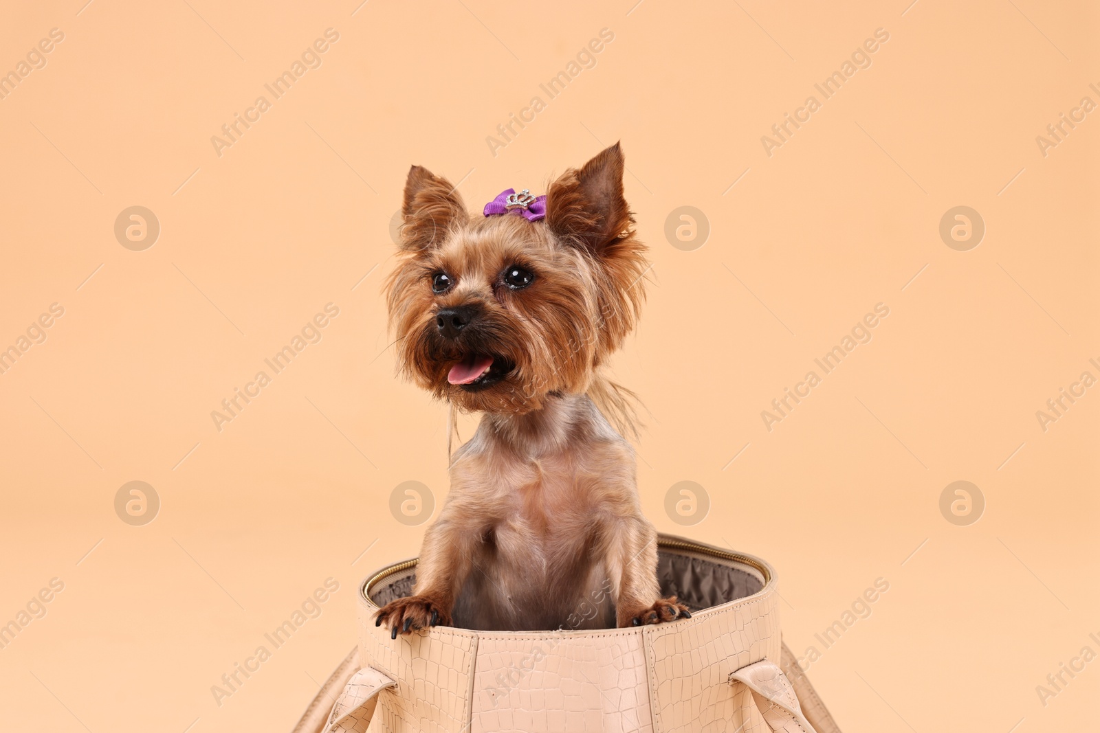 Photo of Cute Yorkshire Terrier dog in bag on beige background