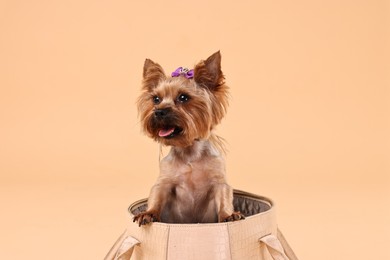 Cute Yorkshire Terrier dog in bag on beige background