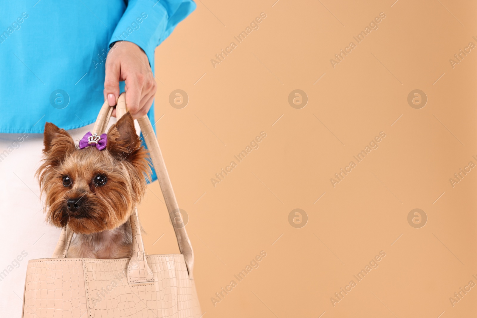 Photo of Woman carrying cute Yorkshire Terrier dog in bag on beige background, closeup. Space for text