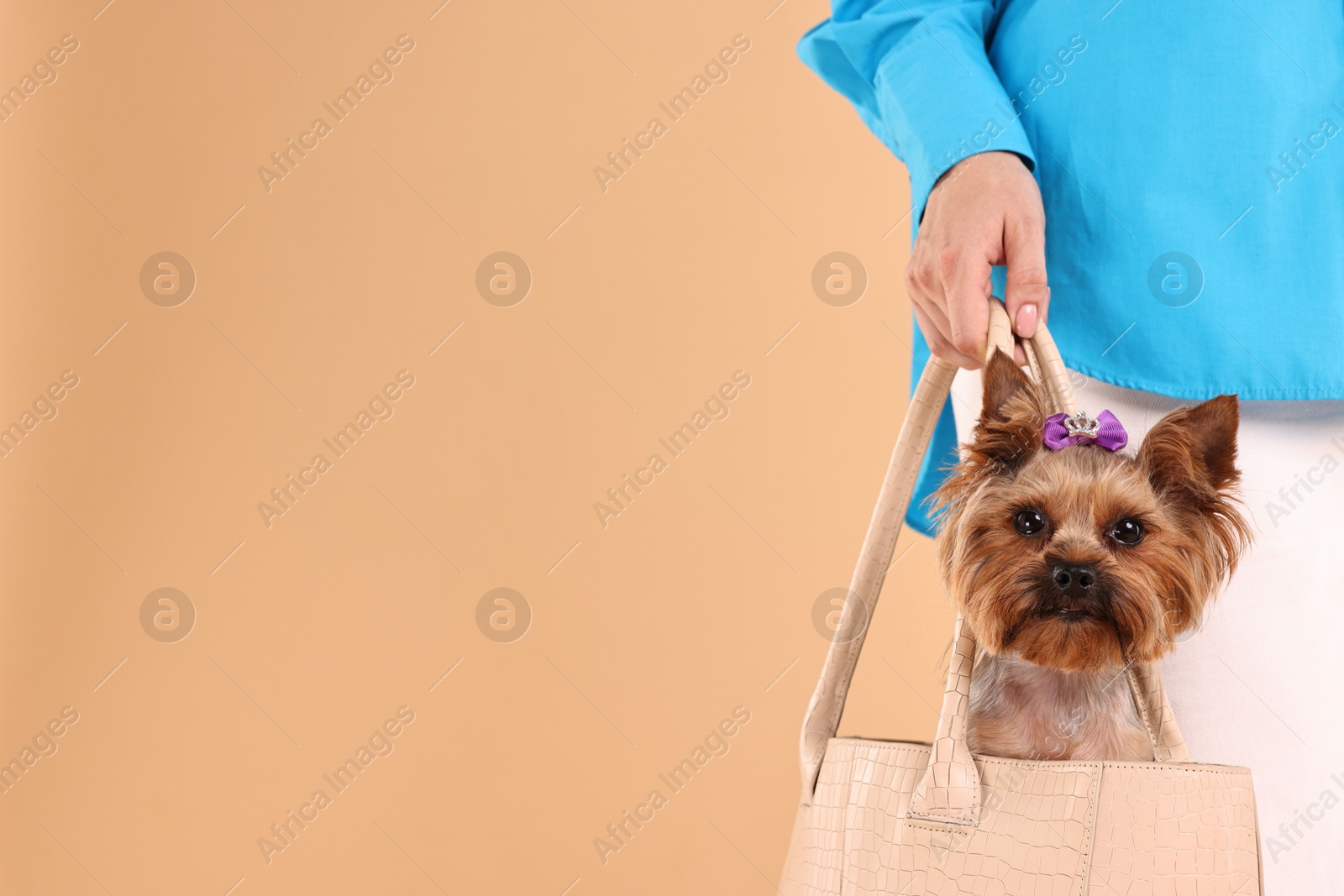 Photo of Woman carrying cute Yorkshire Terrier dog in bag on beige background, closeup. Space for text