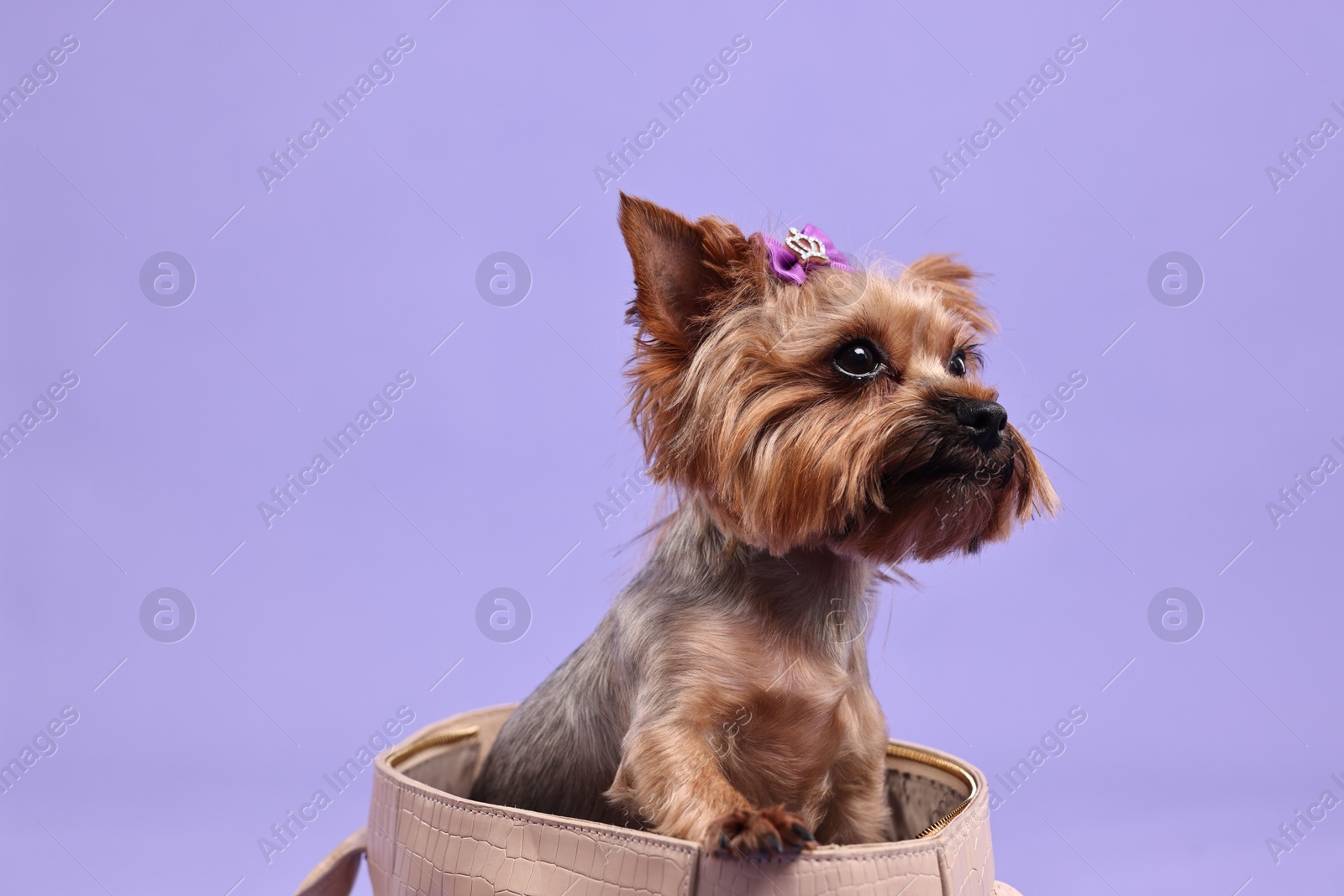 Photo of Cute Yorkshire Terrier dog in bag on violet background