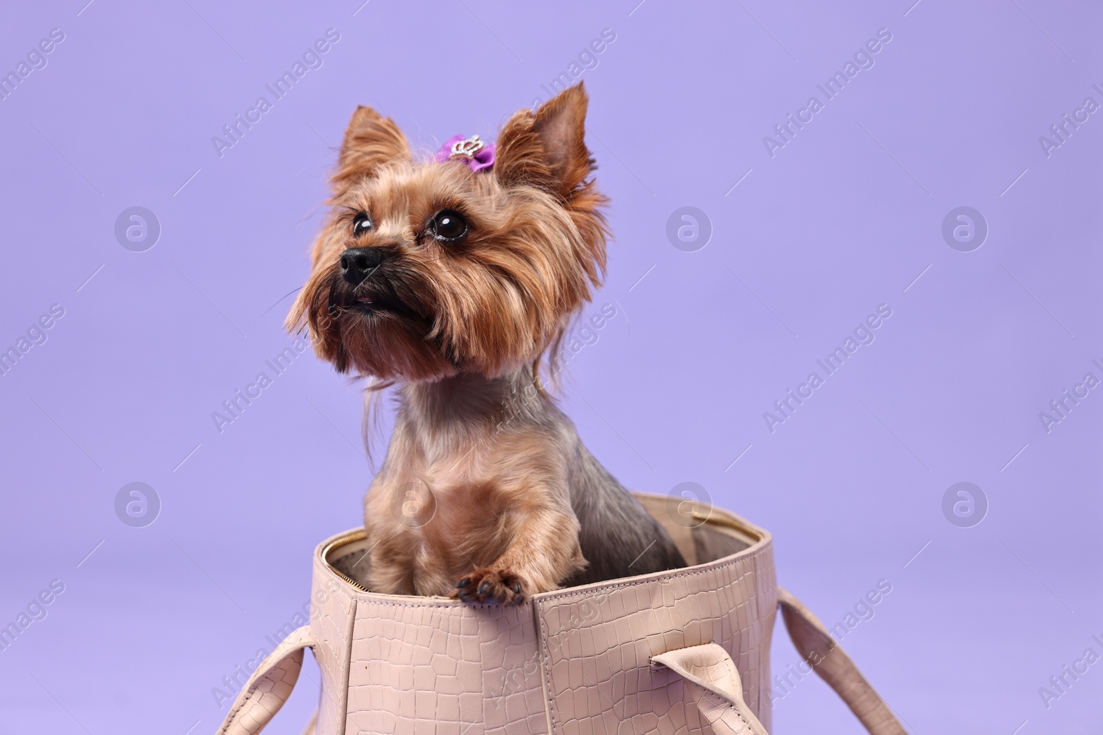 Photo of Cute Yorkshire Terrier dog in bag on violet background