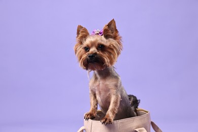 Photo of Cute Yorkshire Terrier dog in bag on violet background