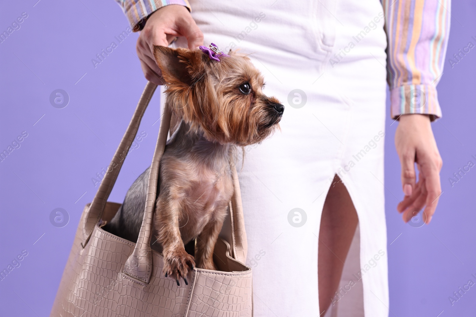 Photo of Woman carrying cute Yorkshire Terrier dog in bag on violet background, closeup