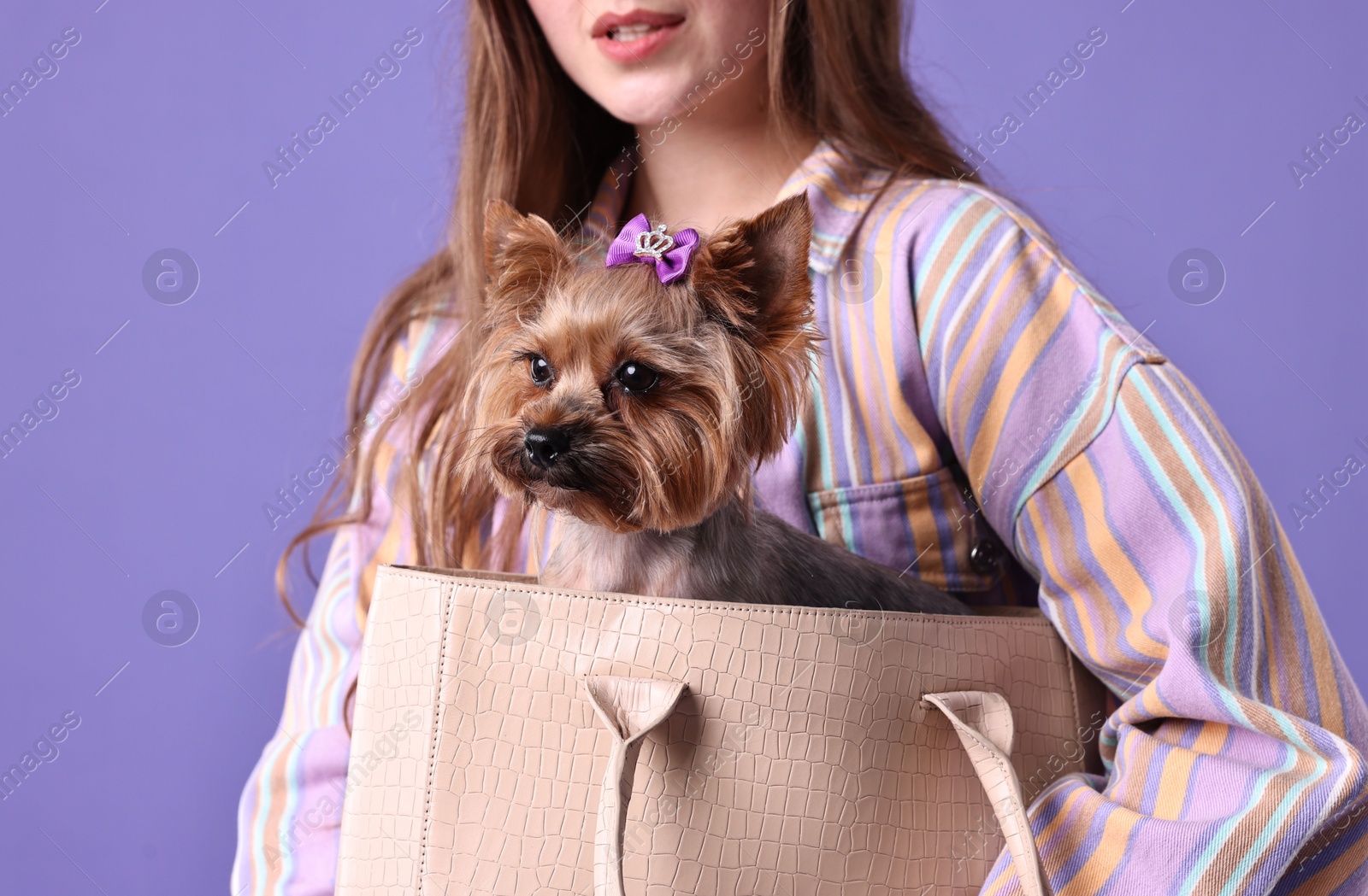 Photo of Woman carrying cute Yorkshire Terrier dog in bag on violet background, closeup