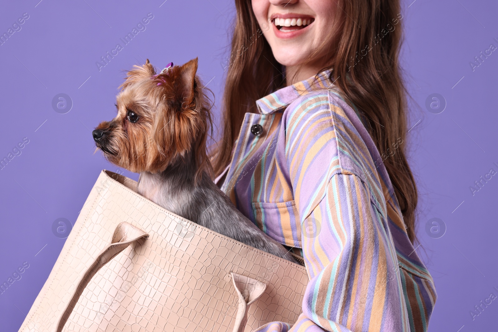 Photo of Woman carrying cute Yorkshire Terrier dog in bag on violet background, closeup