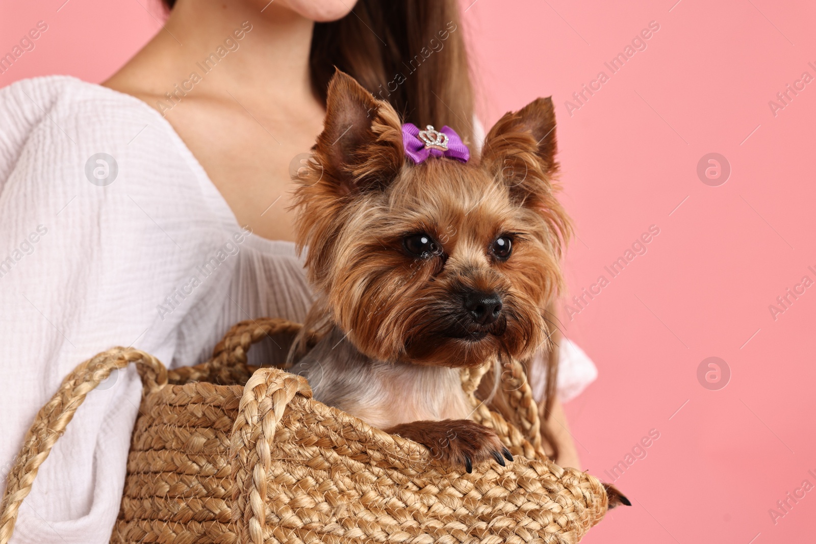 Photo of Woman holding wicker bag with cute Yorkshire Terrier dog on pink background, closeup