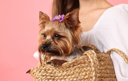 Photo of Woman holding wicker bag with cute Yorkshire Terrier dog on pink background, closeup