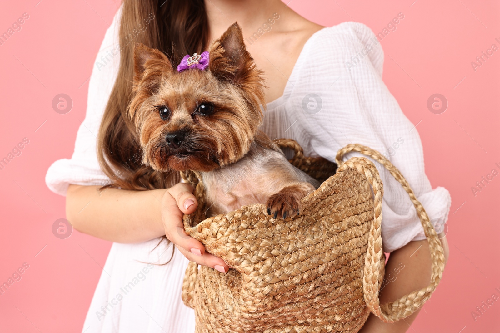 Photo of Woman holding wicker bag with cute Yorkshire Terrier dog on pink background, closeup