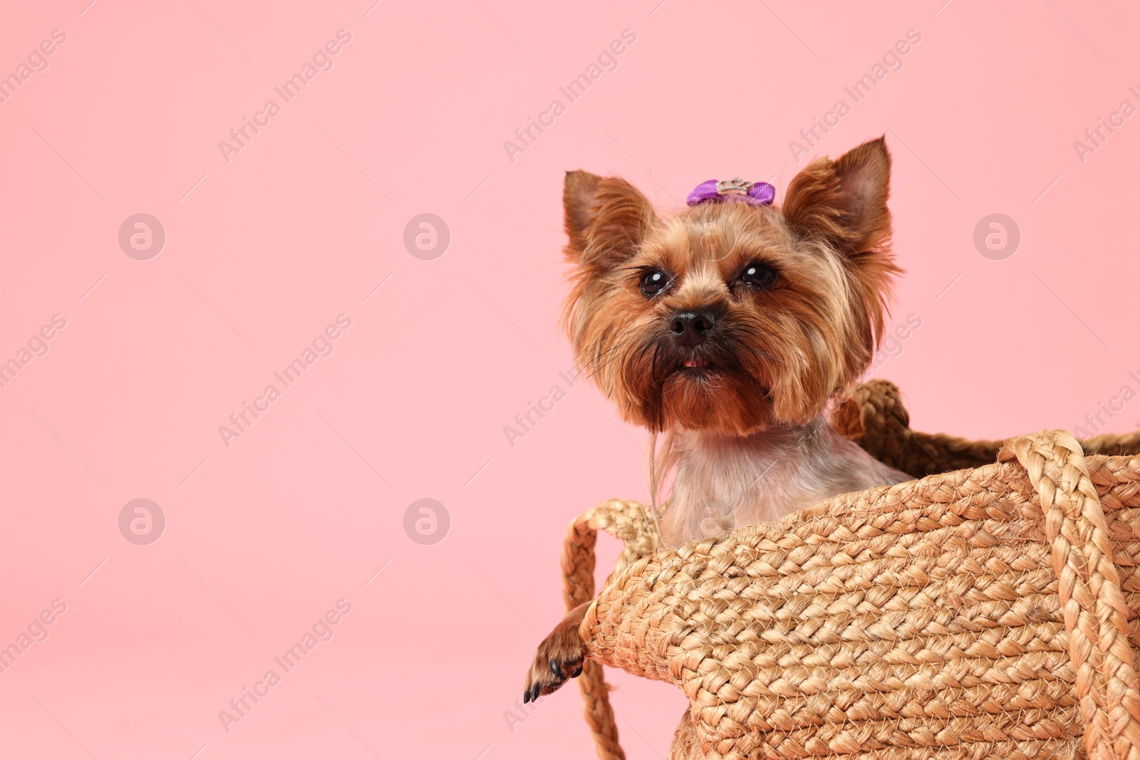 Photo of Cute Yorkshire Terrier dog in wicker bag on pink background, space for text