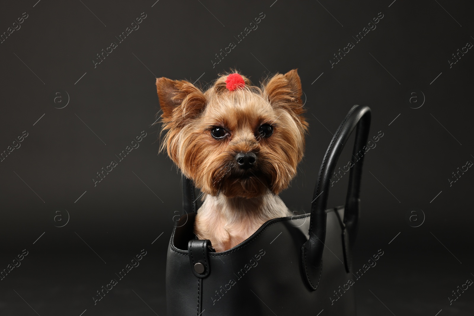 Photo of Cute Yorkshire Terrier dog in bag on black background