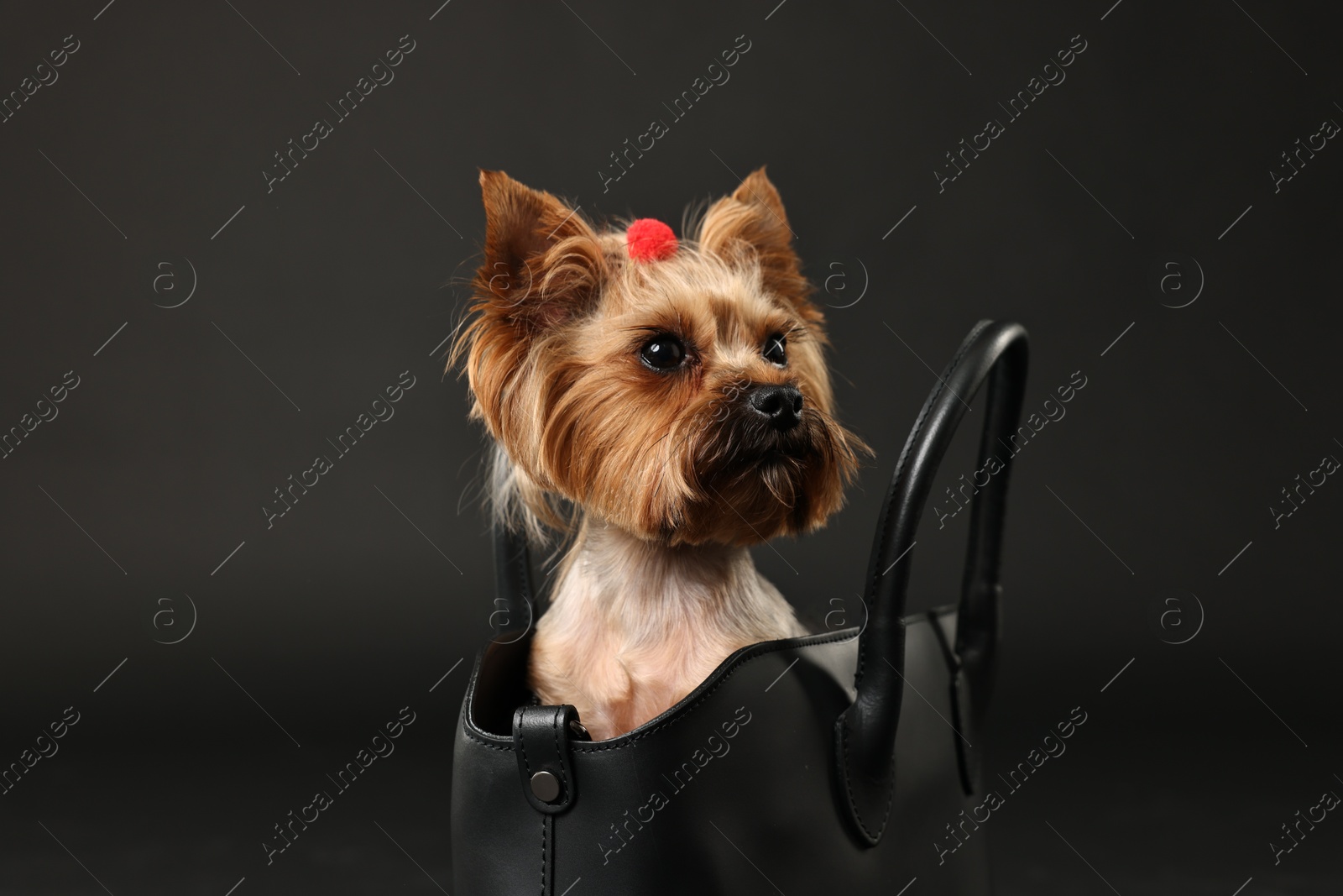 Photo of Cute Yorkshire Terrier dog in bag on black background