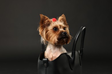 Cute Yorkshire Terrier dog in bag on black background