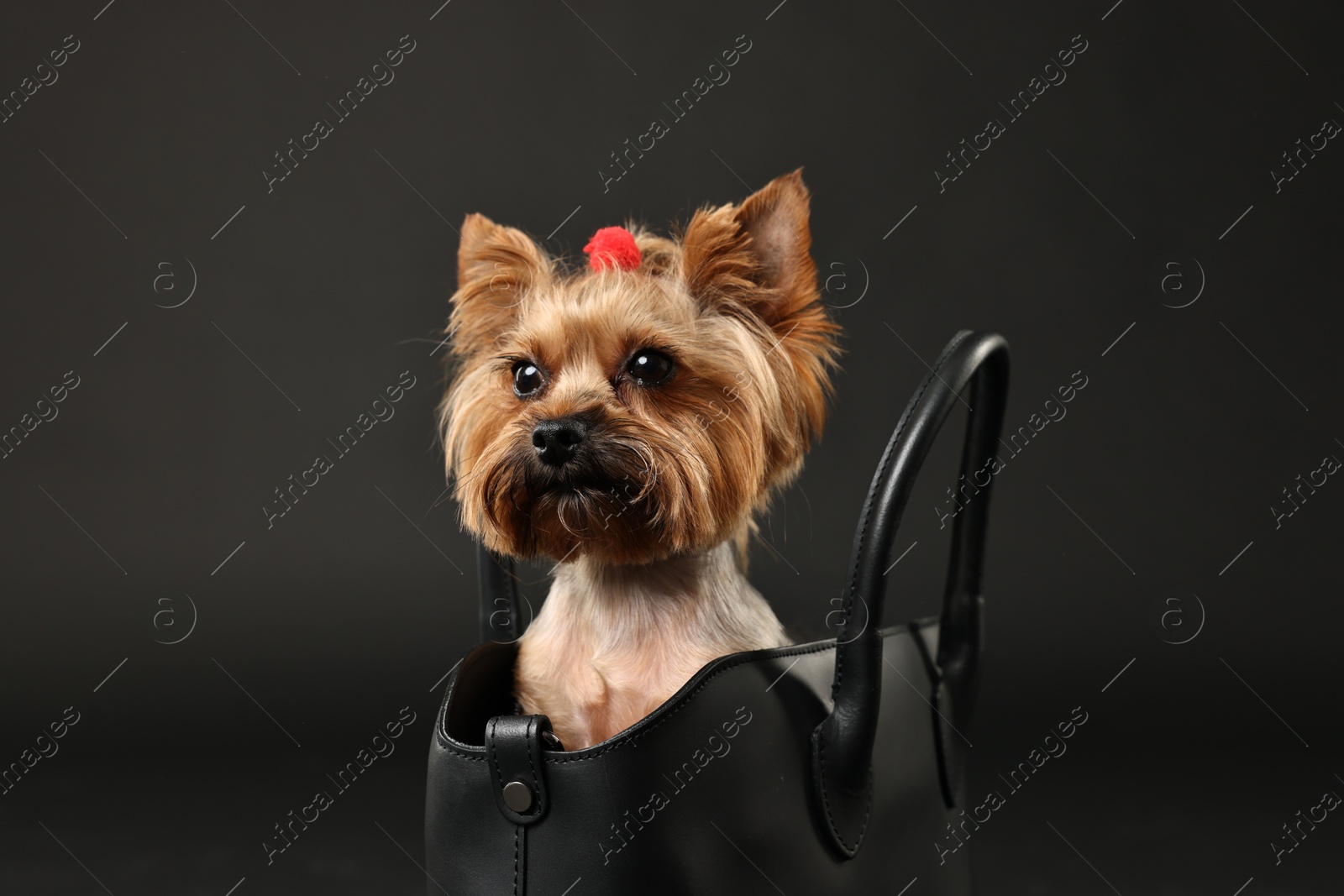 Photo of Cute Yorkshire Terrier dog in bag on black background