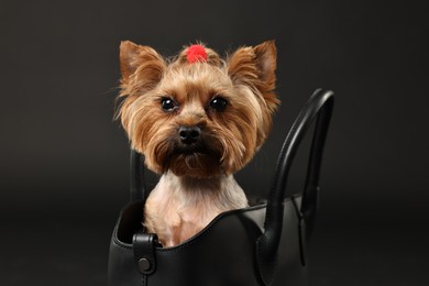 Photo of Cute Yorkshire Terrier dog in bag on black background