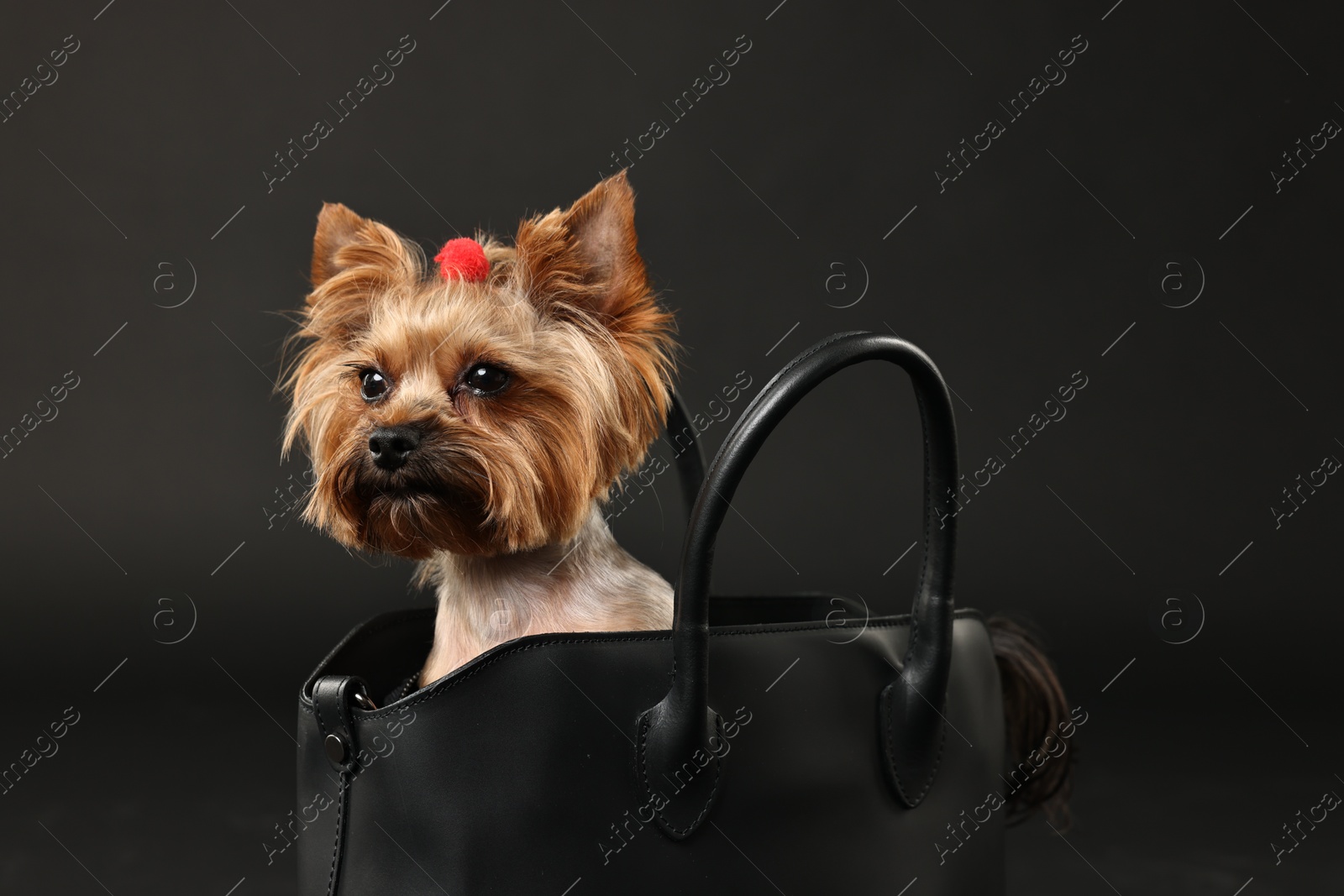 Photo of Cute Yorkshire Terrier dog in bag on black background