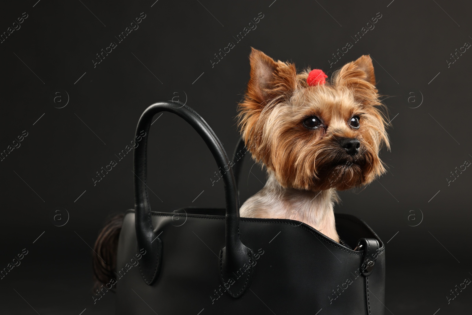 Photo of Cute Yorkshire Terrier dog in bag on black background