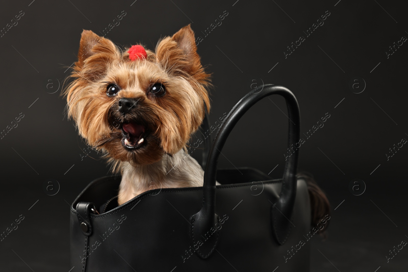 Photo of Cute Yorkshire Terrier dog in bag on black background