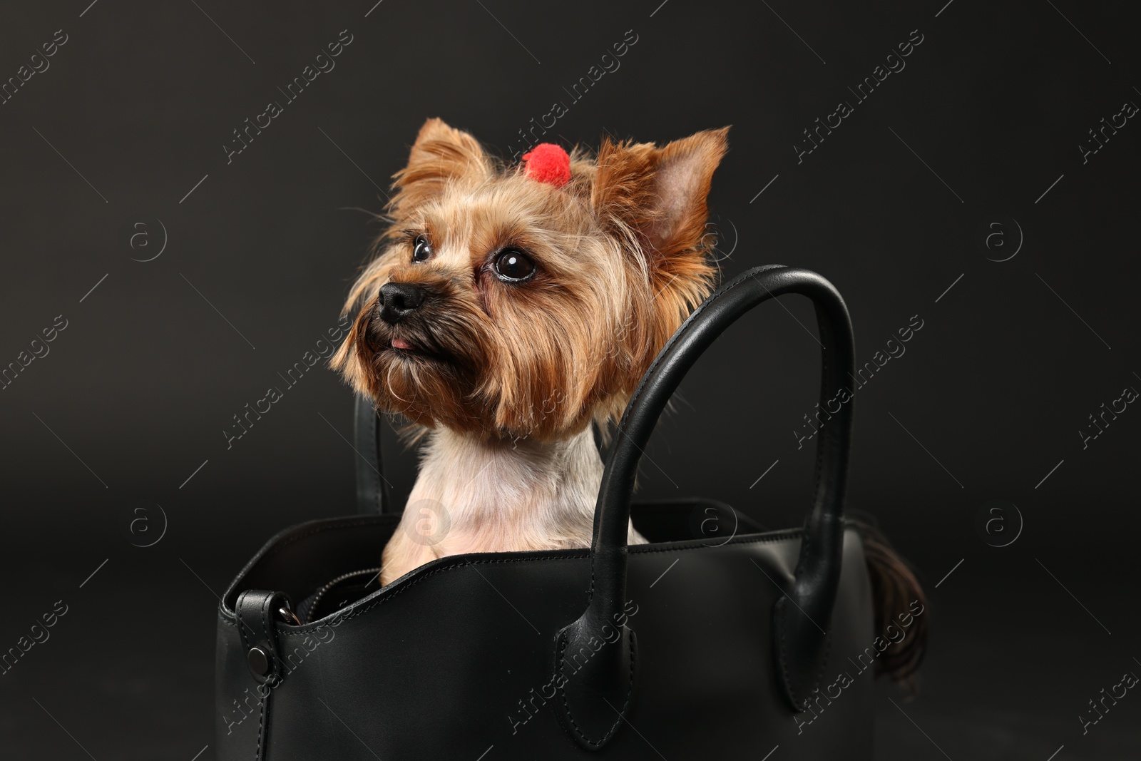 Photo of Cute Yorkshire Terrier dog in bag on black background