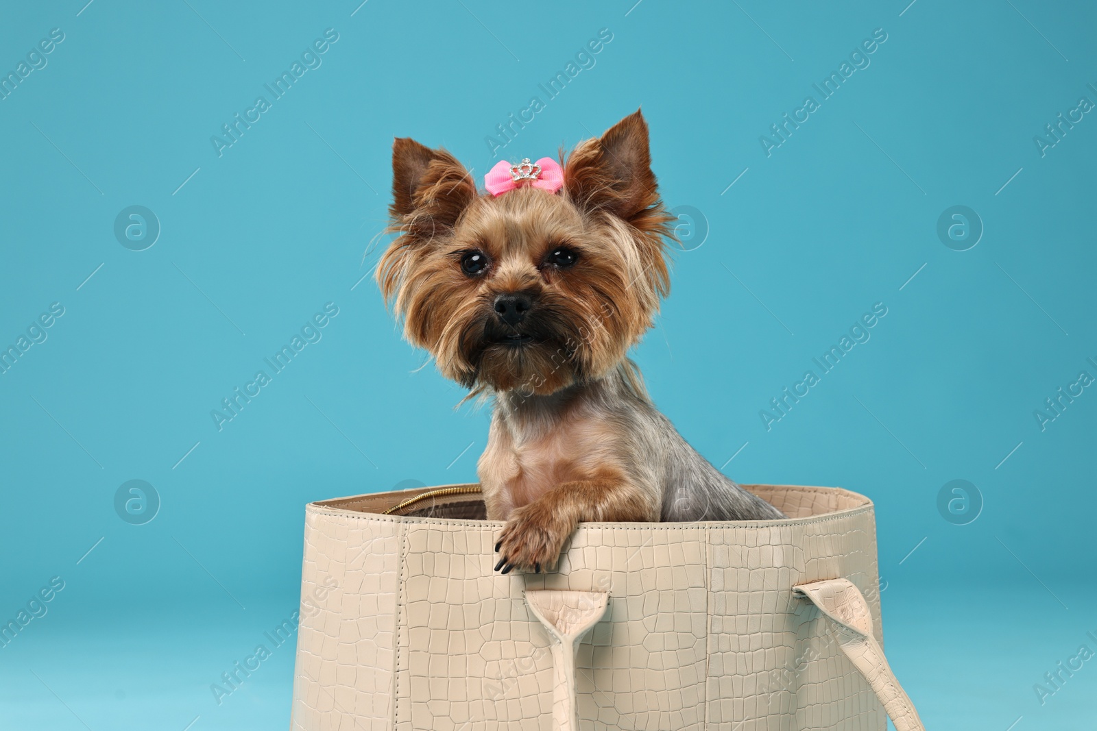 Photo of Cute Yorkshire Terrier dog in bag on light blue background