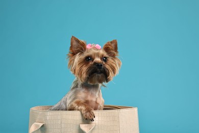 Photo of Cute Yorkshire Terrier dog in bag on light blue background