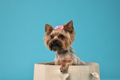 Photo of Cute Yorkshire Terrier dog in bag on light blue background