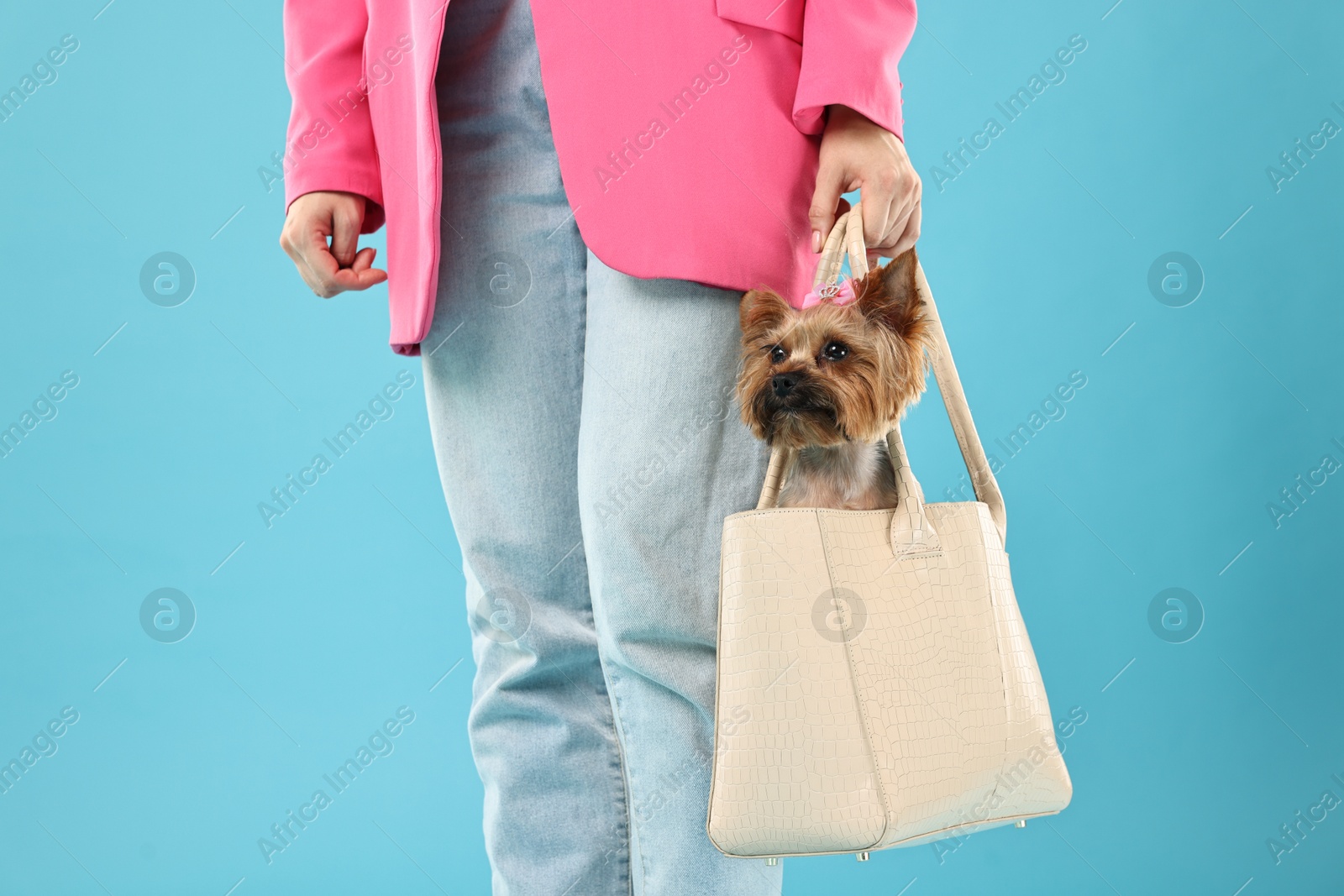 Photo of Woman carrying cute Yorkshire Terrier dog in bag on light blue background, closeup