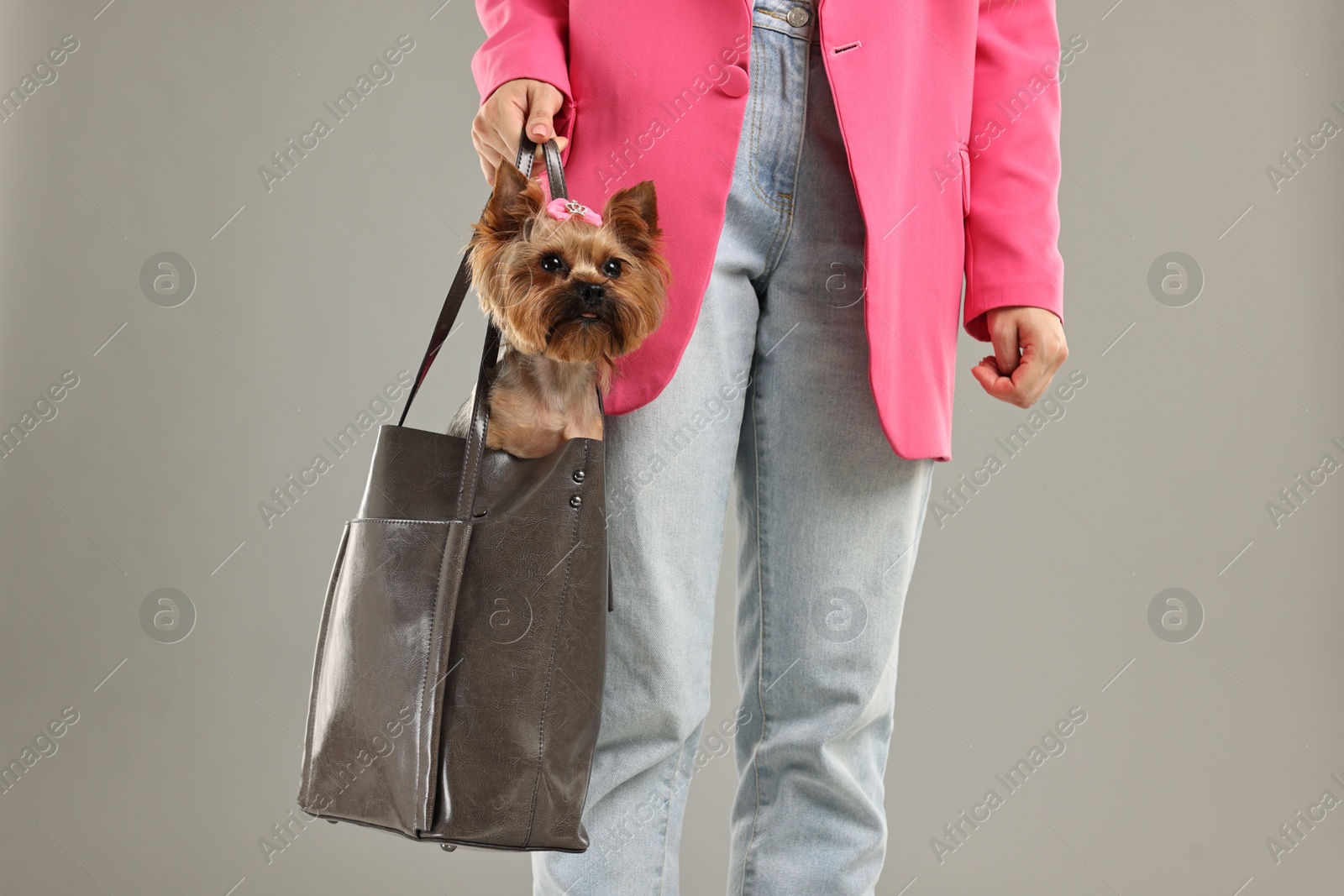 Photo of Woman carrying cute Yorkshire Terrier dog in bag on grey background, closeup