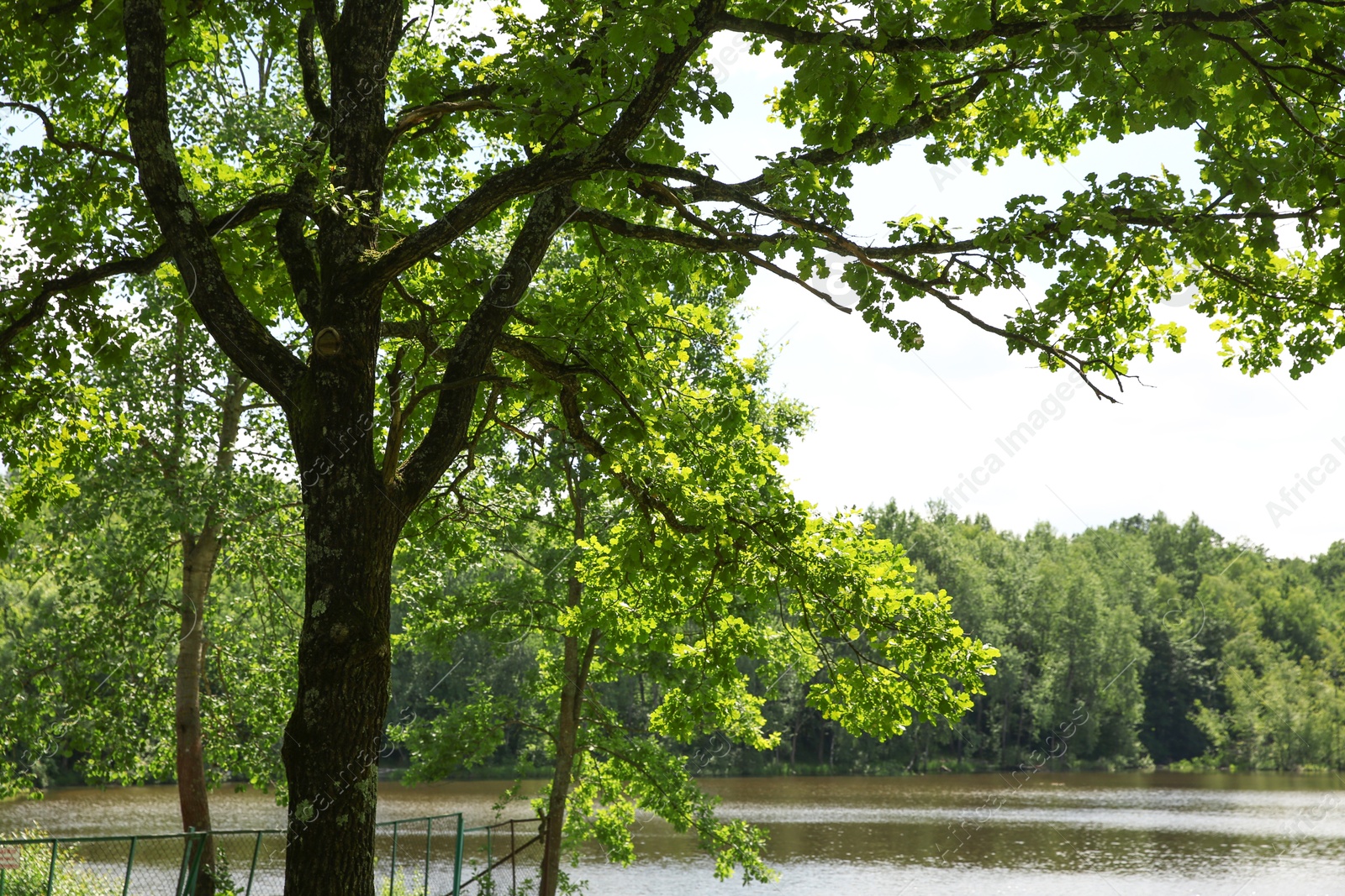 Photo of Beautiful green trees and lake in park