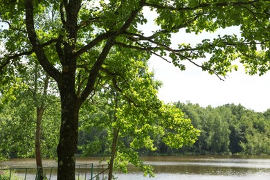 Beautiful green trees and lake in park