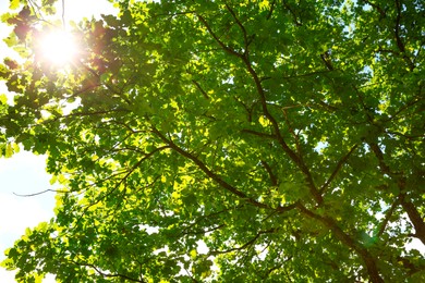 Beautiful green tree in forest, low angle view